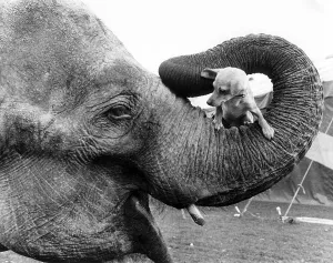 Elephant with dog in trunk, England, Great Britain
