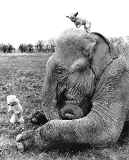 Elephant with two dogs, England, Great Britain