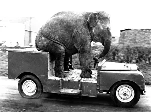 Elephant drives a car, England, Great Britain