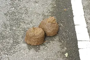 Elephant dung in Thailand (Elephas maximus)