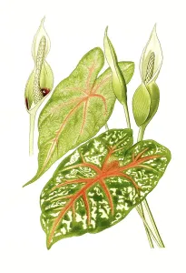 Elephant ear (Caladium bicolor)