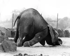 Elephant has fallen, England, Great Britain