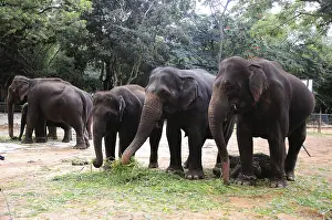 Elephant family elephas maximums eating grass in national safari park