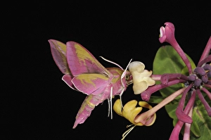 Elephant hawk-moth (Deilephila elpenor)