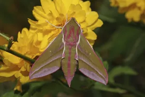 Elephant hawk-moth (Deilephila elpenor)