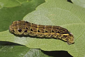 Elephant hawk-moth (Deilephila elpenor)