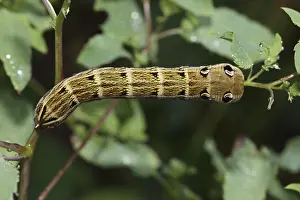 Elephant hawk-moth (Deilephila elpenor)