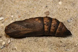 Elephant hawk-moth (Deilephila elpenor)
