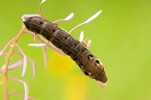 Elephant hawk-moths (Deilephila elpenor) Caterpillar