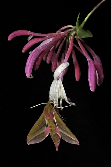 Elephant Hawkmoth (Deilephila elpenor)