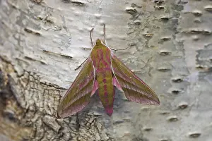 Elephant Hawkmoth (Deilephila elpenor)