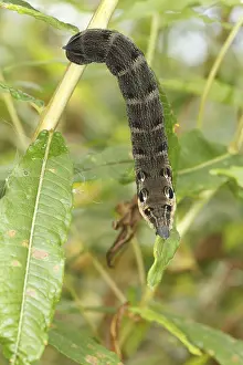 Elephant Hawkmoth (Deilephila elpenor) caterpillar