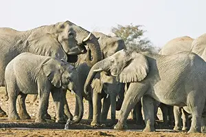 Elephant herd (Loxodonta africana) at waterhole