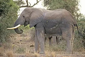 Elephant (Loxodonta africana), Amboseli National Park