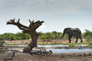 Elephant (Loxodonta africana), dead tree