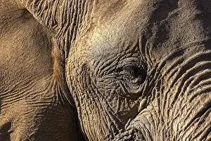 Elephant (Loxodonta africana), the desert adapted elephants