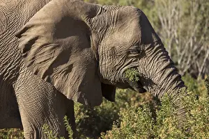Elephant (Loxodonta africana), the desert adapted elephants