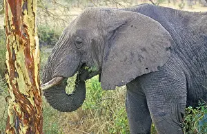 Elephant (Loxodonta africana) eating tree bark