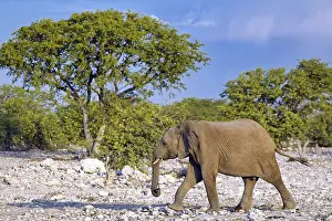 Elephant (Loxodonta africana), Etosha National Park