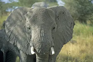 Elephant (Loxodonta africana), Serengeti