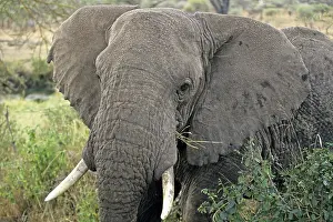 Elephant (Loxodonta africana), Serengeti