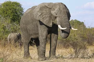 Elephant (Loxodonta africana) at South Luangwa National Park