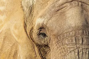 Elephant from the Oasis Park, Fuerteventura