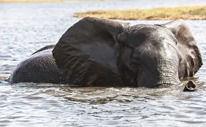 Elephant in river zambesi, game reserve Botswana