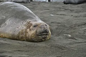 Elephant seal, Gold Harbour, South Georgia