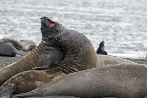 Elephant seals fighting in St Andrews Bay South Georgia Antarctica