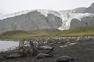 Elephant seals, Gold Harbour, South Georgia
