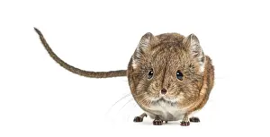 Elephant shrew - Macroscelides proboscideus - isolated on whitre