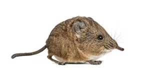 Elephant shrew - Macroscelides proboscideus - isolated on whitre