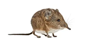 Elephant shrew - Macroscelides proboscideus - isolated on whitre