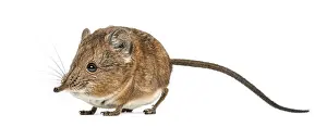 Elephant shrew - Macroscelides proboscideus - isolated on whitre