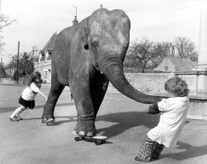 Elephant on skateboard, England, Great Britain