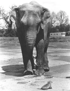 Elephant with small lion, England, Great Britain