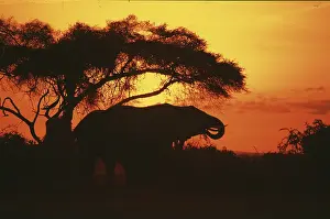 Elephant at sunrise in Amboseli National Park