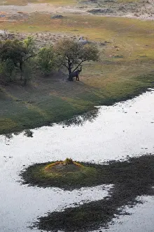 Elephant in a tree, landscape, aerial view of the Okavango Delta