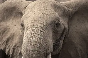 Elephant in Tsavo National Park