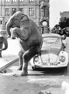 Elephant on VW, ca. 1950, exact place unknown