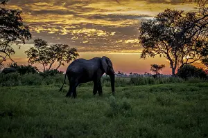 Elephant walking at sunset in the Okavango Delta