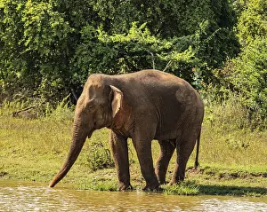Elephant at a waterhole