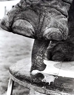 Elephant with white mouse, England, Great Britain