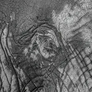 Elephantidae, detail, Kruger National Park