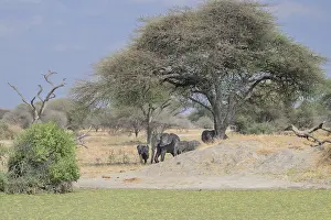 Elephants under an acacia tree near a green patch in the savannah