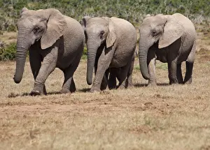 Elephants in Addo Elephant Park, South Africa
