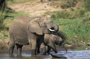 Elephants (Loxodonta africana)