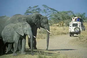 Elephants (Loxodonta africana)