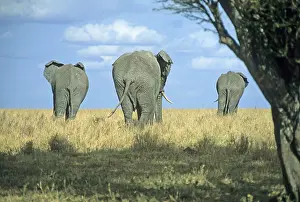 Elephants (Loxodonta africana)